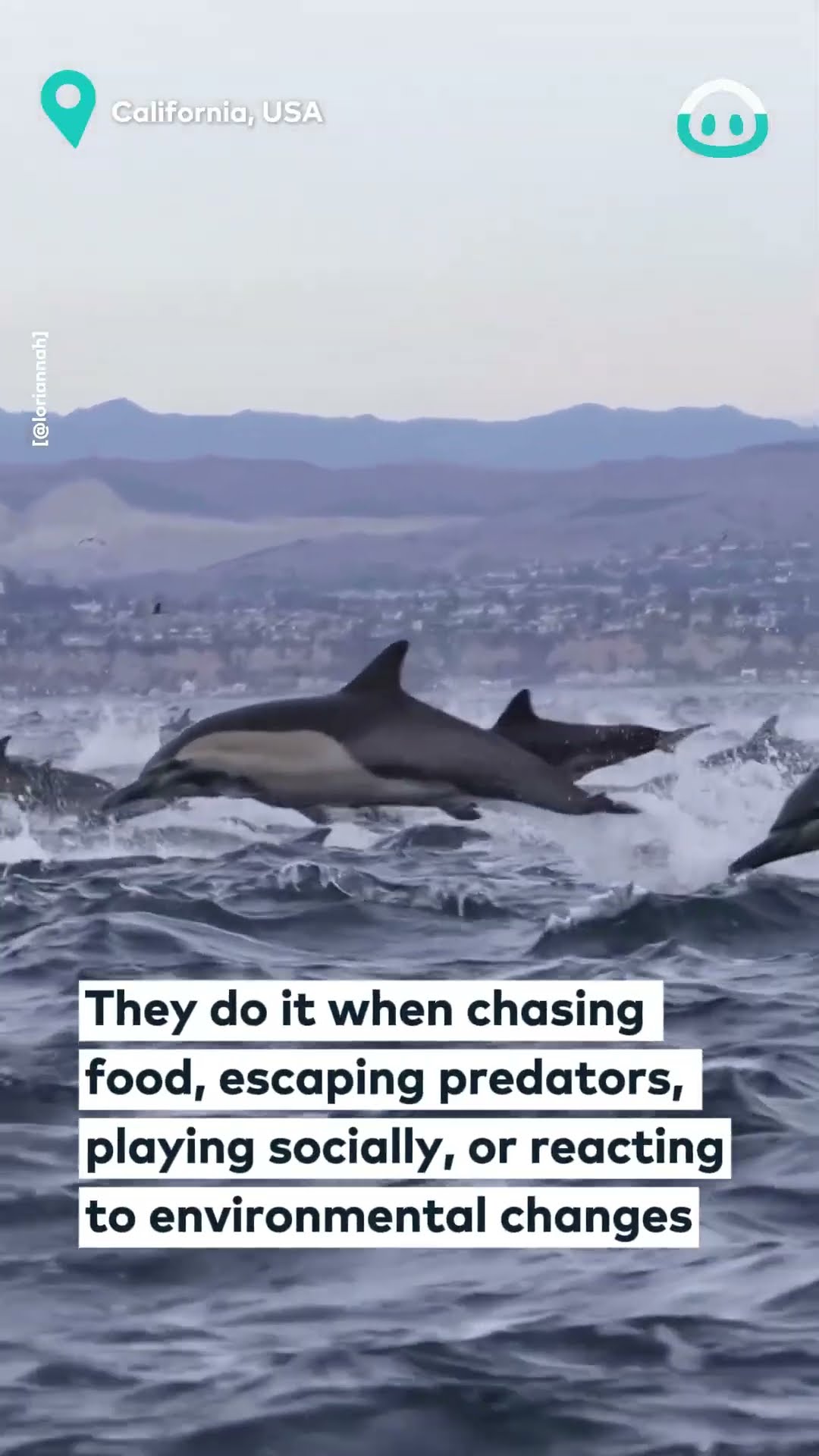 Thousands Of Dolphins Stampede || ViralHog