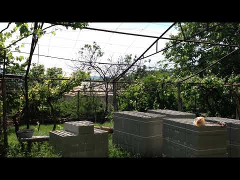 მომღერალი მკვიდრი.