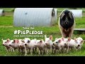 Take the Pig Pledge (music by Jools Holland)