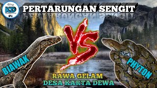 Famous Pertarungan Sengit " BIAWAK VS ULAR PHYTON " di Rawa Gelam Desa Karta Dewa || PALI Net Worth