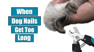 When Dog Nails Get Too Long