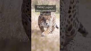 Detik-detik seekor jaguar akan menerkam mangsa, mata tajamnya siap mengintai
