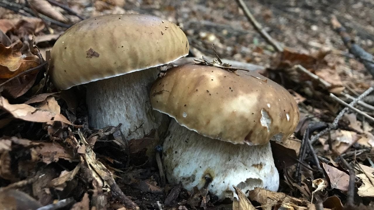 FUNGHI PORCINI 2020 OTTOBRE IN QUOTA / SARANNO GLI ULTIMI ??? YouTube