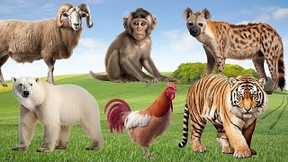 Cute Baby Monkeys: Baboon, Goat, Polar Bear, Hyena, Tiger - Animal Paradise
