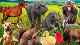 Farm Animals Names and Sounds for Kids to Learn | Learning Farm Animal Names and Sounds for Children