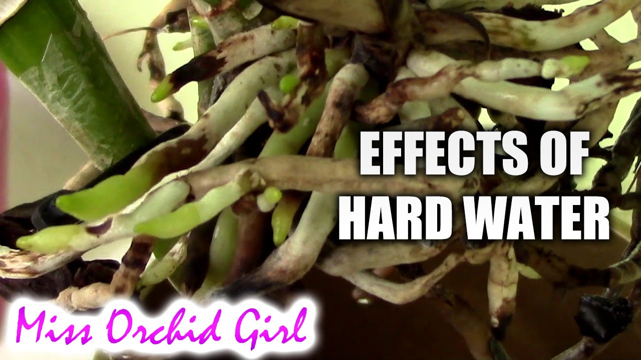 Effects of tap water on some Orchids YouTube