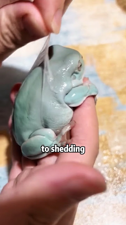 A small frog that becomes huge after molting #shortvideo #animals #frog #rescue #lovestory
