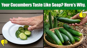 Cucumbers Turn Bitter? Here’s What You’re Doing Wrong!!!