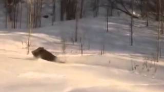 A huge Boar running through the snow  Огромный Кабан бежит по снегу