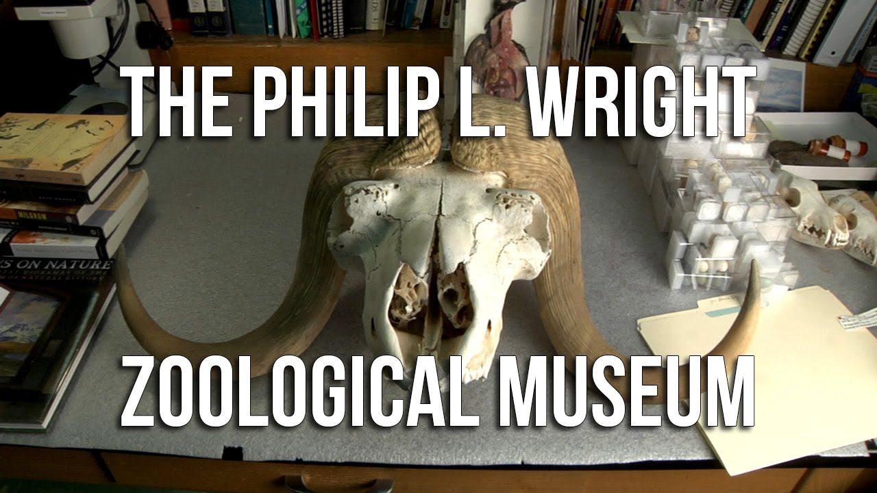 The Philip L. Wright Zoological Museum