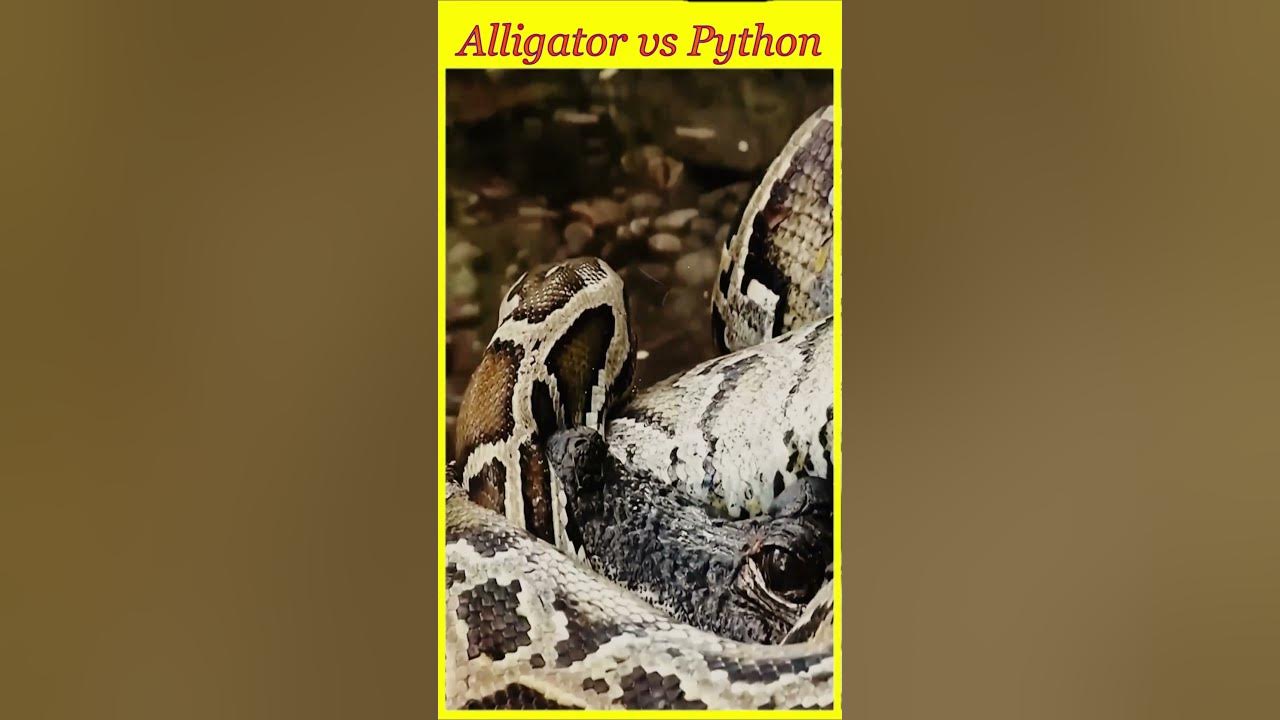 Alligator vs Python #movierecap #viralmovie #factsshorts #hollywood # ...