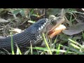 Frog being eaten by Grass Snake in the Danube Delta - Ibis Tours