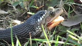 Frog being eaten by Grass Snake in the Danube Delta - Ibis Tours