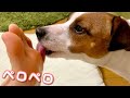 Dog licks the sole of my foot 足の裏を舐める犬