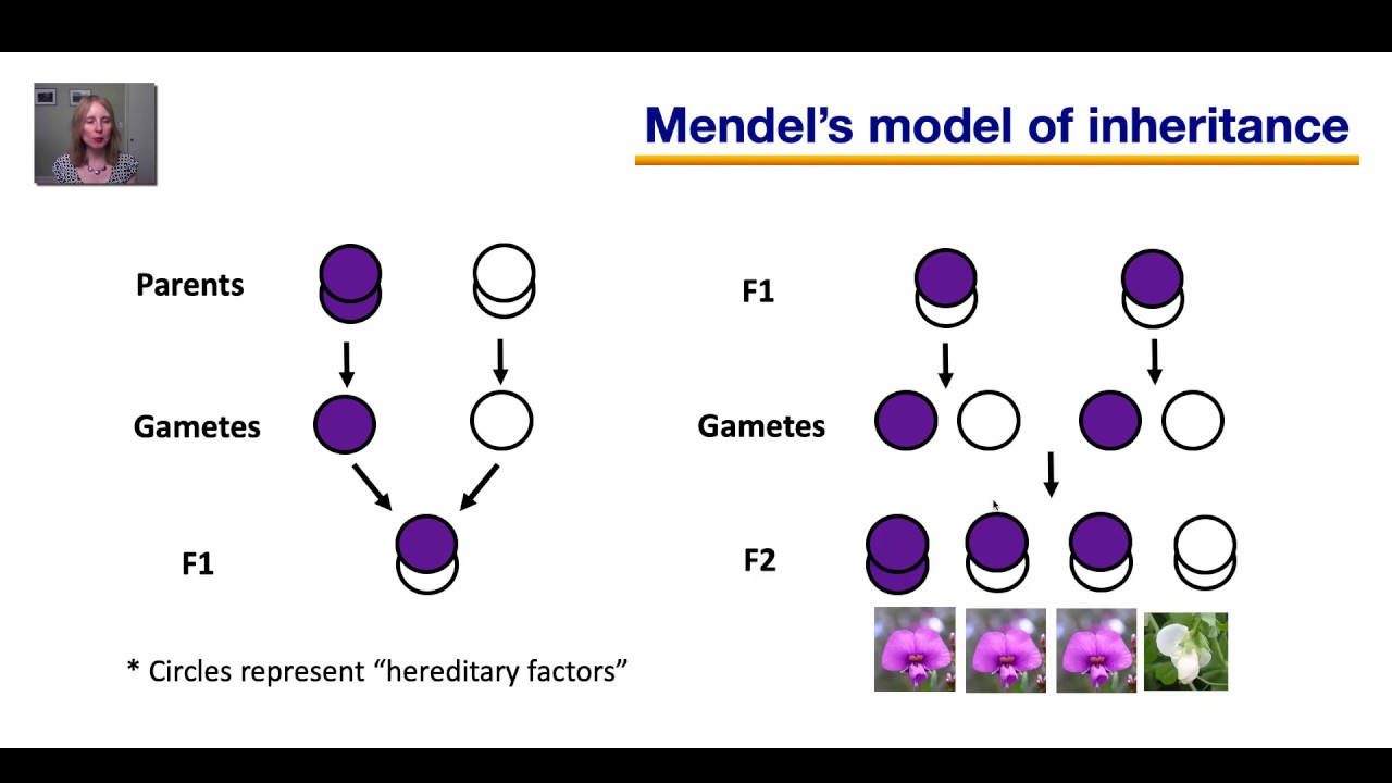 null hypothesis mendelian genetics