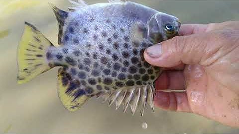 Thuốc cá trong vuông nuôi tôm cua trúng bầy cá chẻm khủng, cuộc sống miền quê.