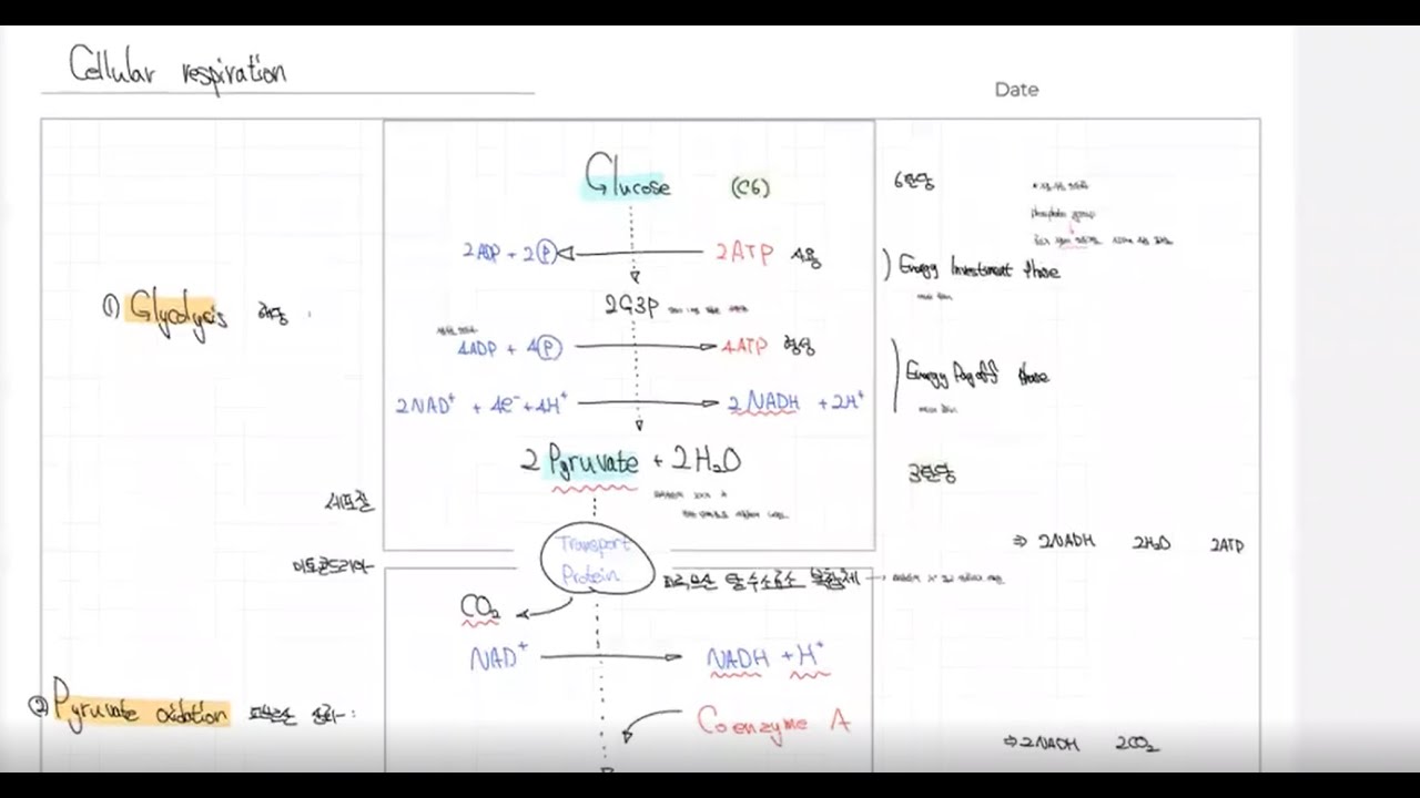 Ch7 Cellular respiration and fermentation - YouTube