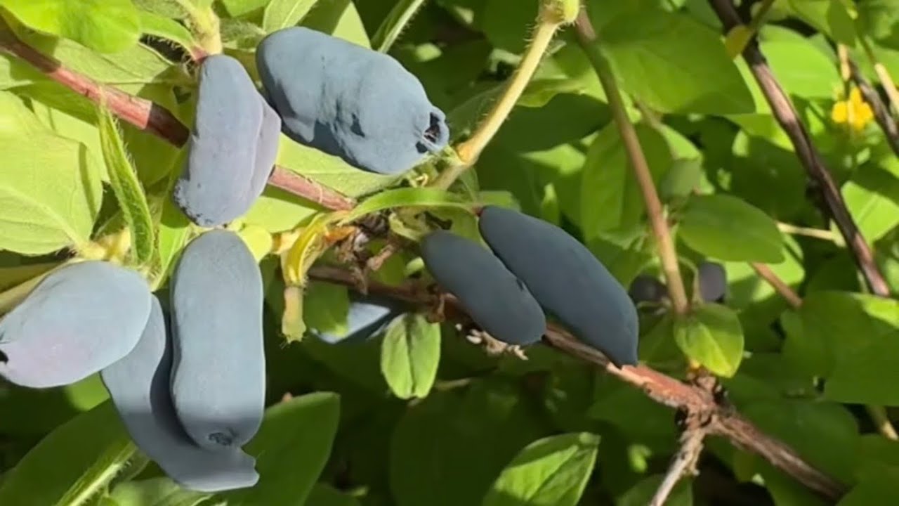 Жимолость и Ирга Канадская разных сортов