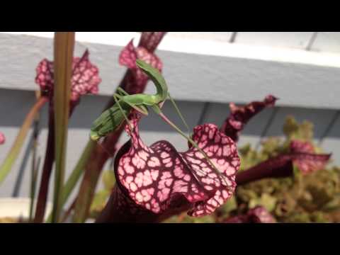 Praying Mantis VS Carnivorous Plant