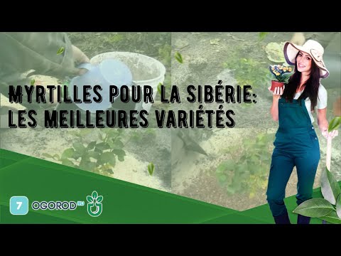 Vidéo: Les myrtilles peuvent-elles pousser dans la zone 8 - Quels sont les meilleurs buissons de myrtilles de la zone 8