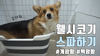 웰시코기 스파/목욕시키기! 정말.. 흑역사다 (강아지 욕조 필요하신부운?)