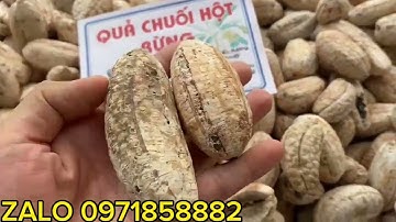 GIÁ CHUỐI HỘT RỪNG TÂY BẮC QUẢ TRẮNG ?