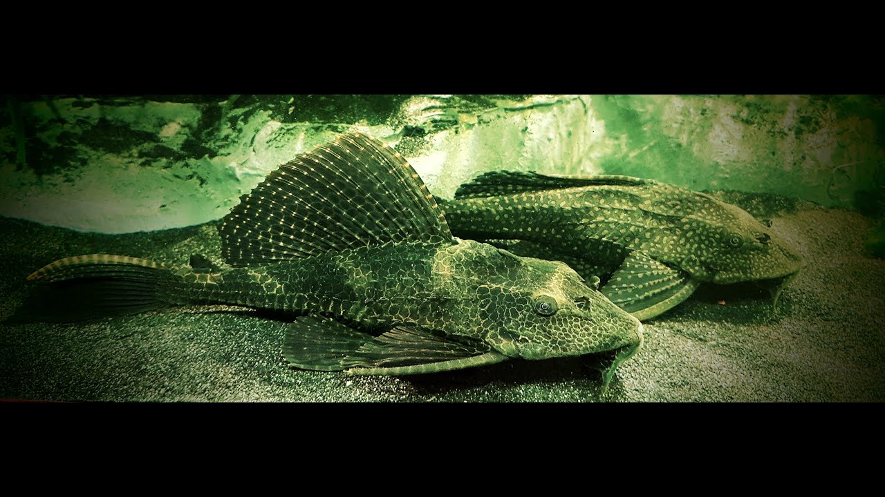 Wabenschilderwels im 1450 Liter Aquarium, Umzug YouTube