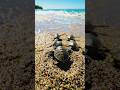 The Great Escape: Baby Sea Turtles’ First Dash to the Ocean! 🐢🌊✨
