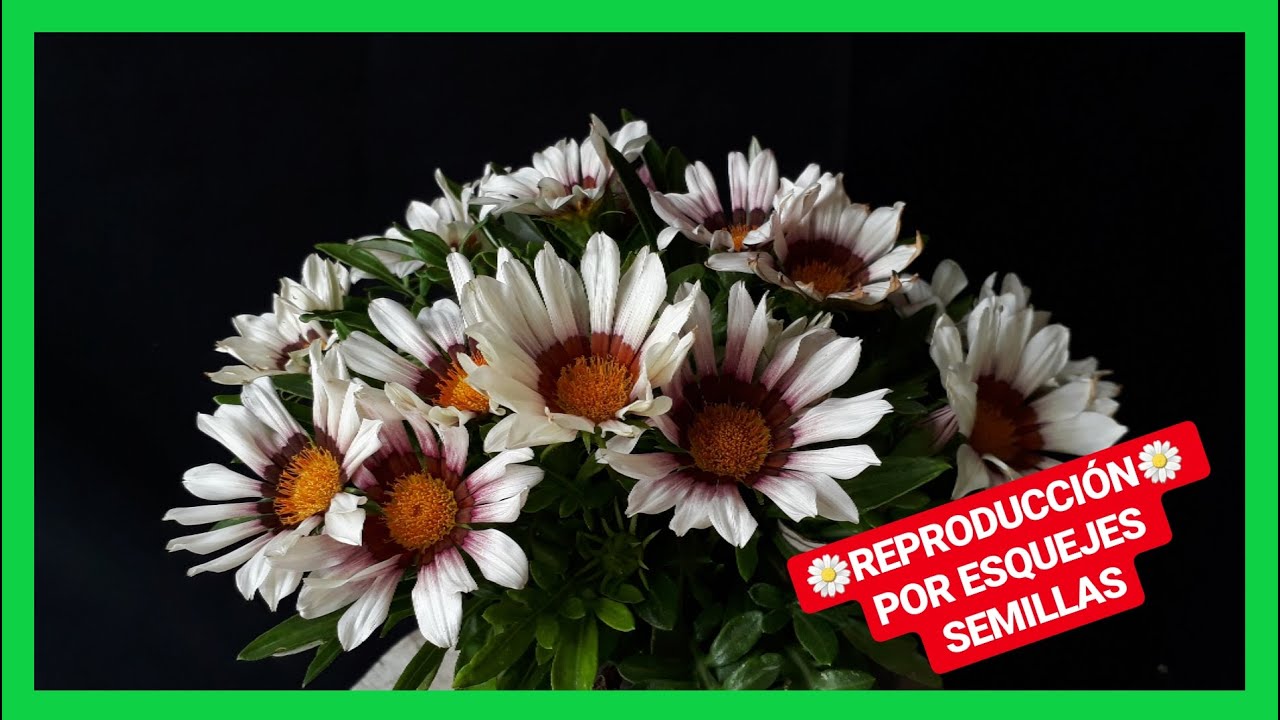 GAZANIAS CULTIVO reproducción por esquejes y semillas CUIDADOS en macetas y suelo