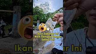 Umpan Kecil VS Ikan Besar😱‼️ #mancing #fishing #ikan #mancingmania #shorts #fishingvideo