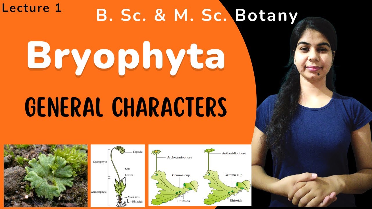 Bryophyta || General characters || in Hindi || Botany || B. Sc. & M. Sc.