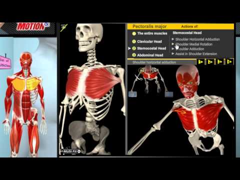 Muscle and Motion - Anatomy of the Muscular System