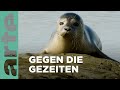 Das Wattenmeer Europas: Kraft der Natur 🌊