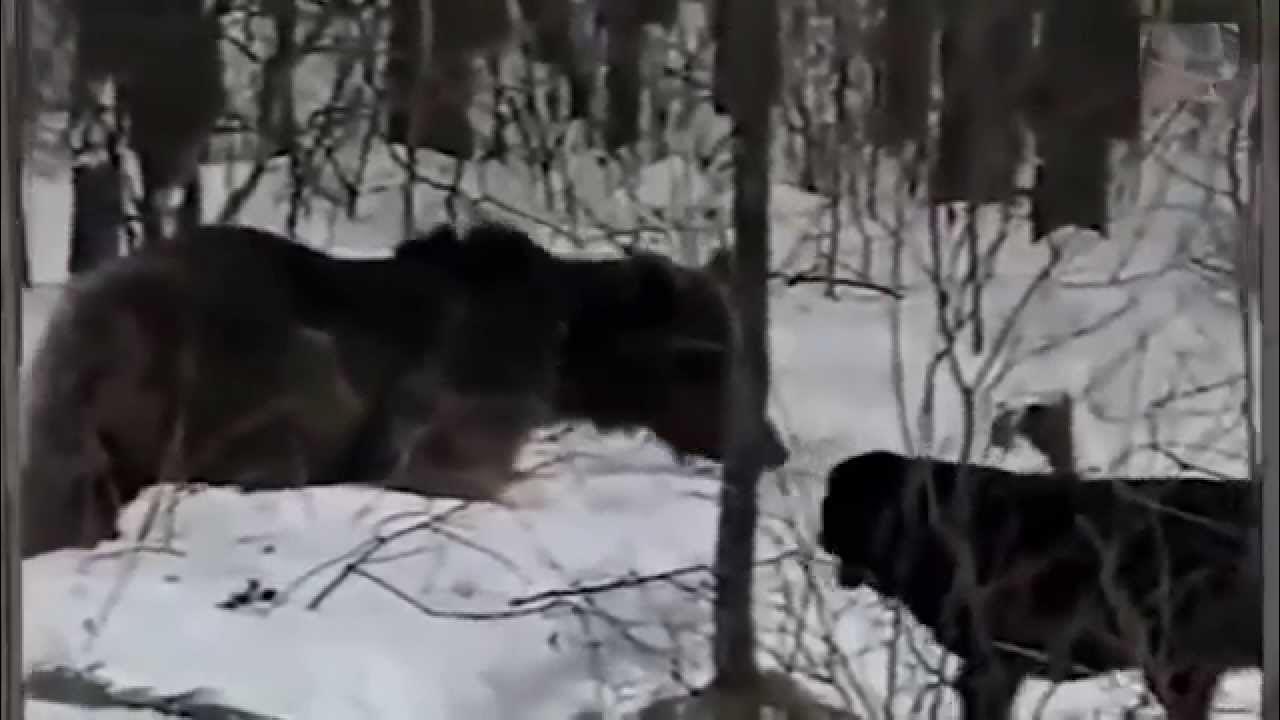 Охота на медведя видео 2023. Опасная охота на медведя. Охота на медведя опасные моменты.