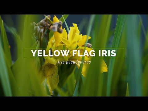 Video: Yellow Flag Iris өсүмдүктөрү - бакчадагы сары желек иристерин көзөмөлдөө боюнча кеңештер