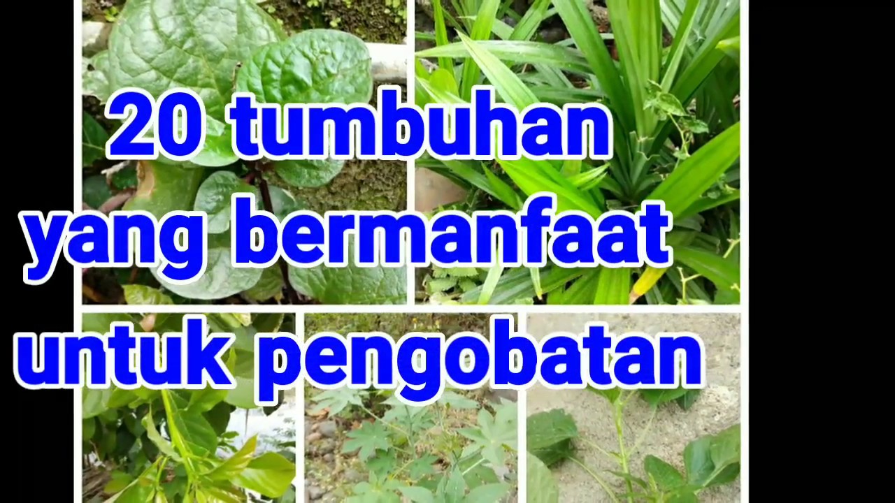 20 tumbuhan ini mudah ditemukan dan sangat bermanfaat untuk dijadikan