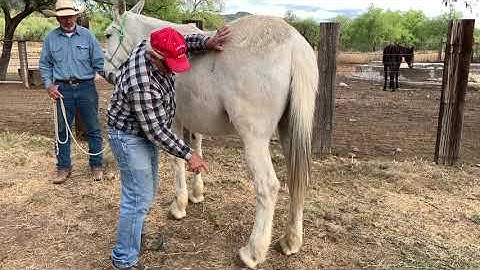 Mules and Donkeys — How to Pick Up the Foot