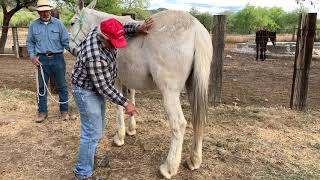 Mules And Donkeys How To Pick Up The Foot
