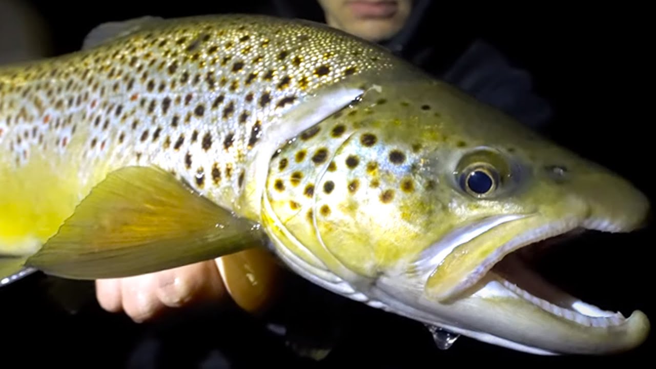 Nighttime Fly Fishing for Brown Trout [MOUSING!] YouTube