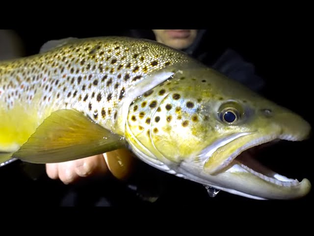 Nighttime Fly Fishing for Brown Trout [MOUSING!] 