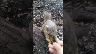 Easter Nut Hunt w/Mama Squirrel ! Will I Find The Hidden Gem 031923