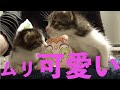 【28秒猫】保護子猫のミルクタイム