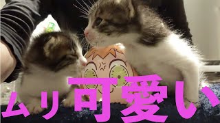 【28秒猫】保護子猫のミルクタイム