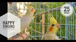 Happy Singing Cockatiel | Make your Cockatiel Sing & Chirp #birds #cockatiel #singer #funny #cute