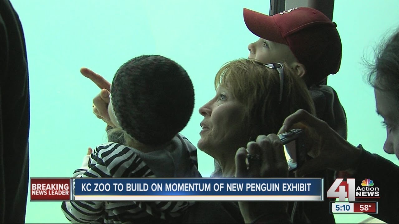 KC Zoo to build on momentum of new penguin exhibit