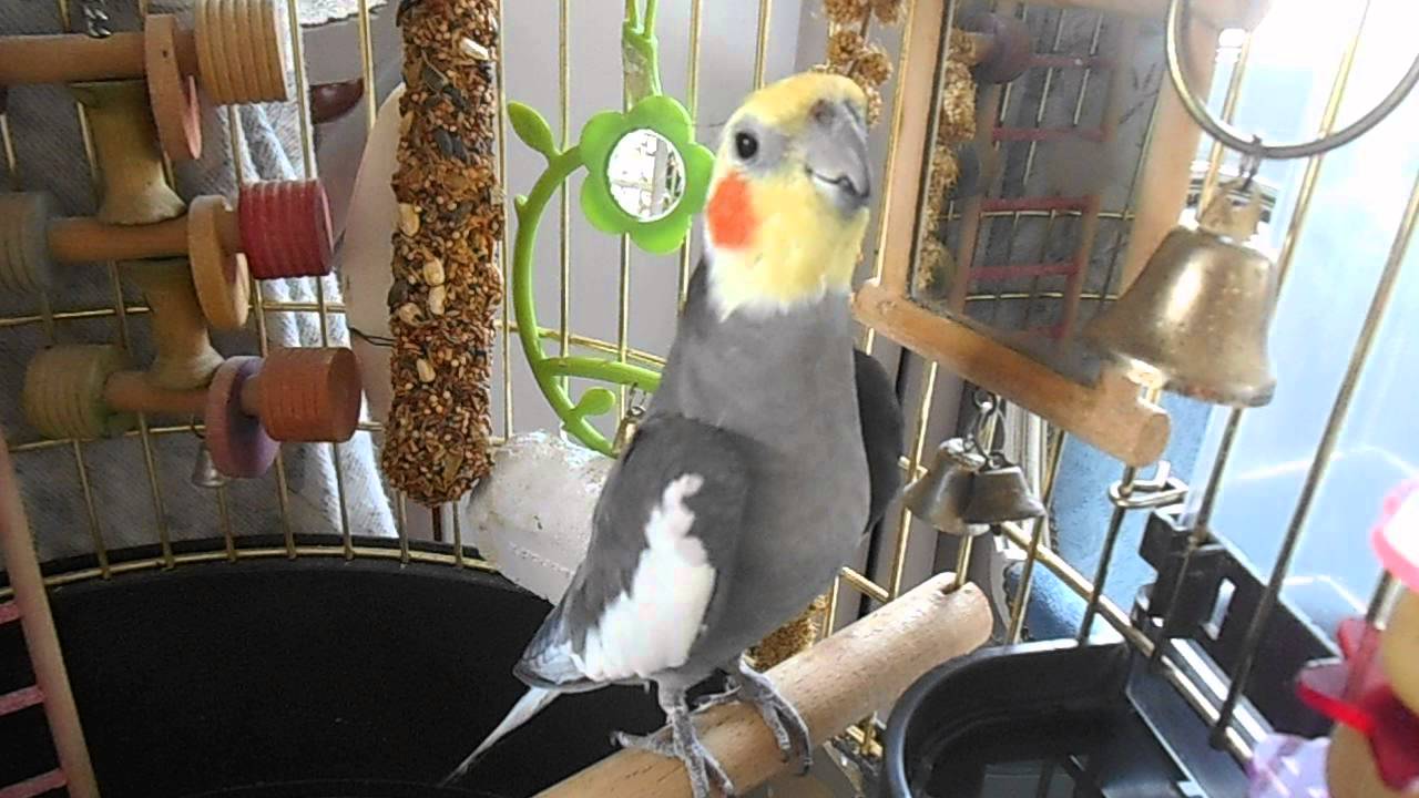 TITI (10 ans) La calospsitte à LISA