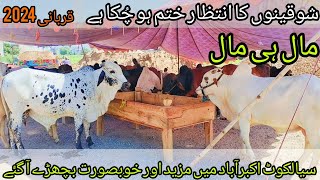 Sialkot Akbarabad Cow Mandi 2024 | Mandi Mein Janwar AA Gay | Kitna Mall AA Giya Ha| Cow Mandi 2024