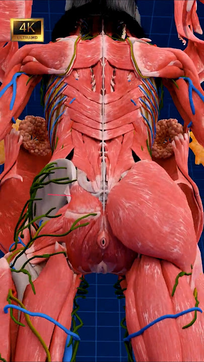 Beautiful Human Anatomy ✨‍♀️