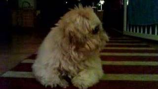 Video from My Phone (DSC00025.3GP)