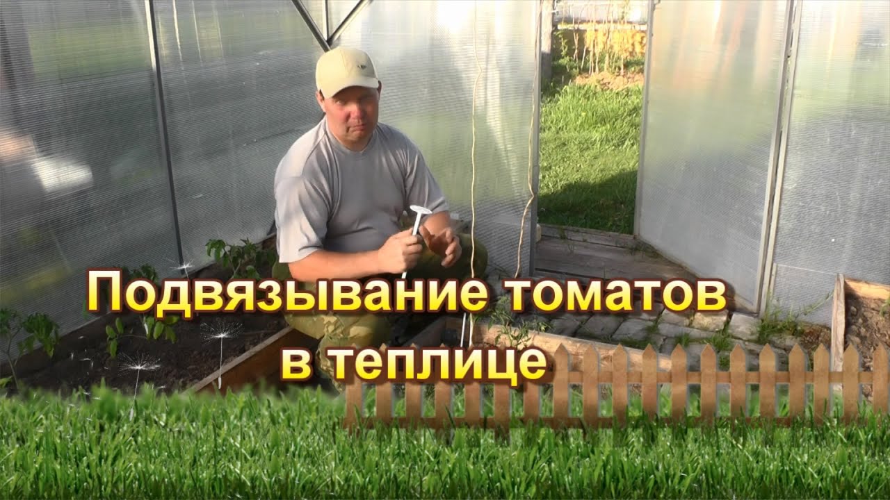 Подвязывание томатов в теплице